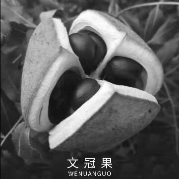 文冠果 WENUANGUO