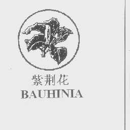紫荆花   BAUHINIA