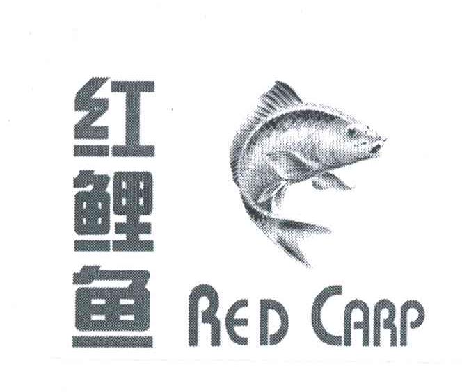 红鲤鱼;RED CARP