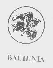 BAUHINIA