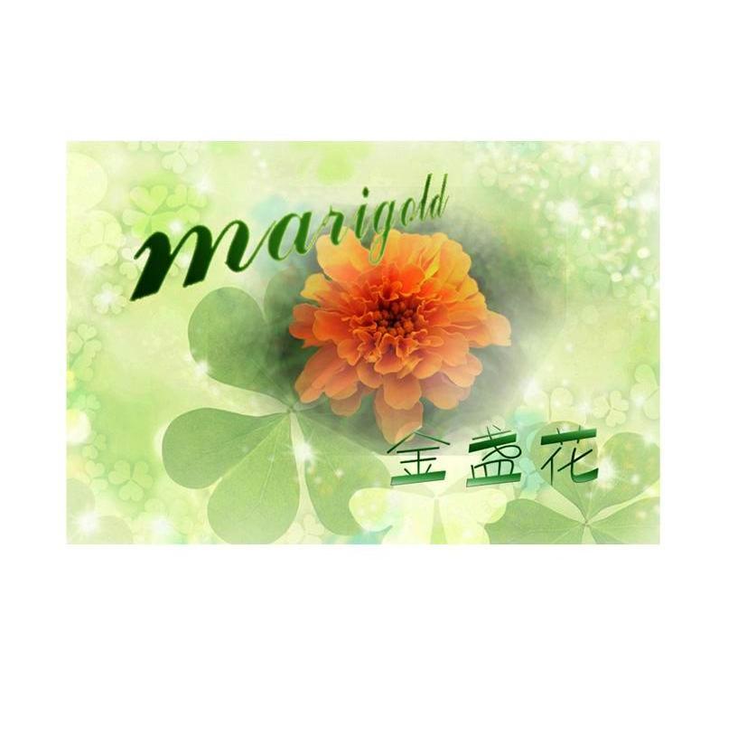 金盏花 MARIGOLD