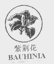 紫荆花