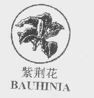 紫荆花   BAUHINIA