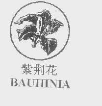 紫荆花   BAUHINA