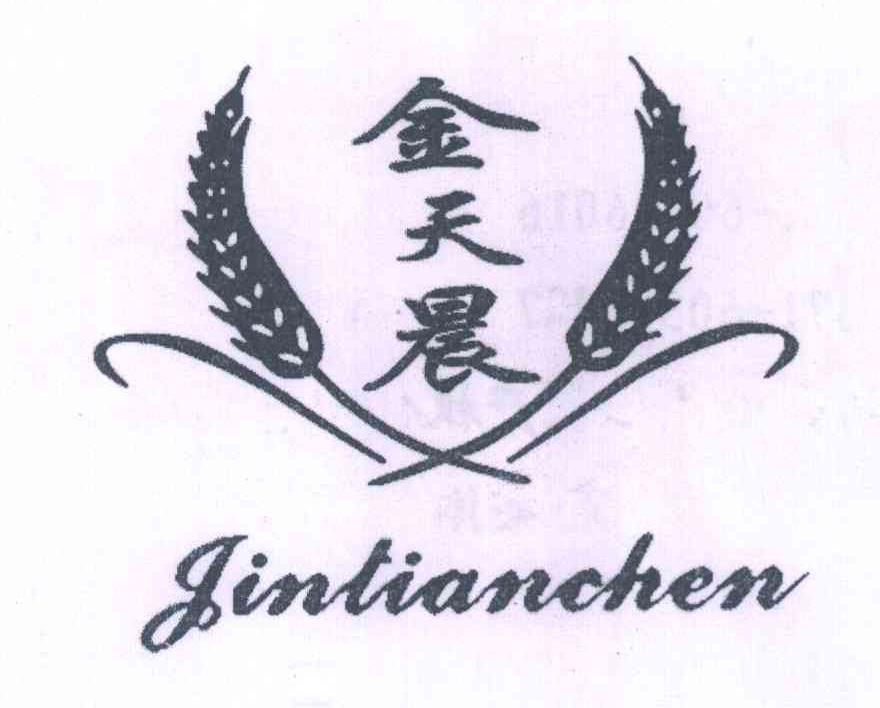 金天晨