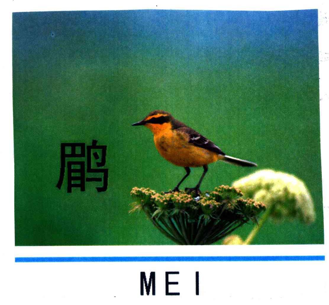 鹛