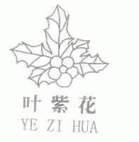 叶紫花
