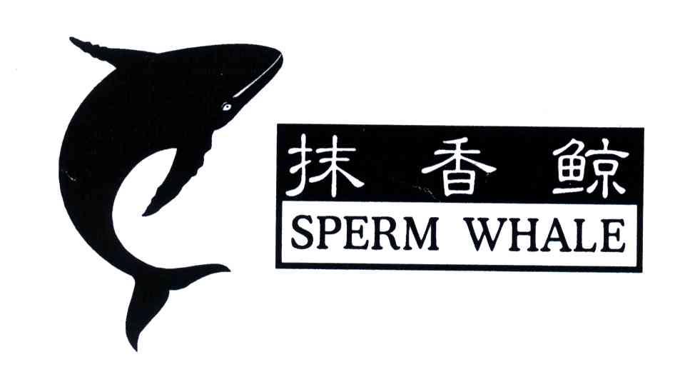 抹香鲸;SPERM WHALE