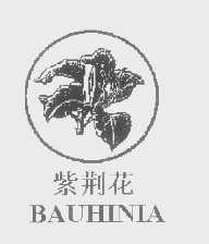 紫荆花 BAUHINIA