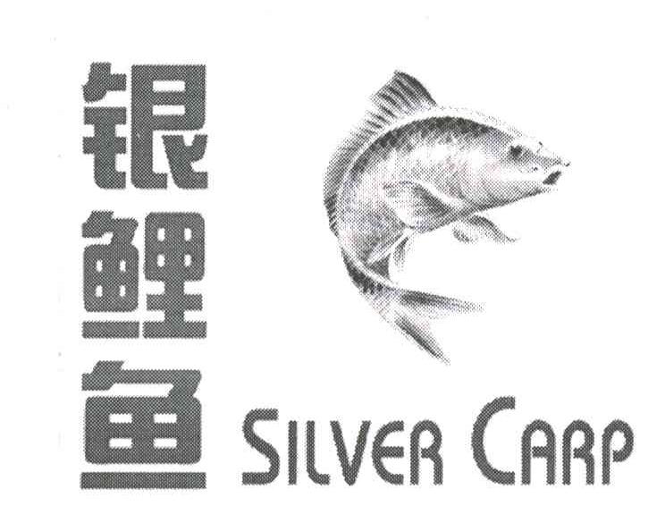 银鲤鱼;SILVER CARP