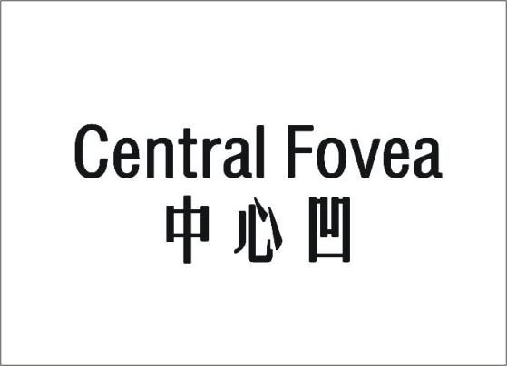 中心小窝 CENTRAL FOVEA