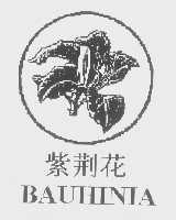 紫荆花   BAUHINIA