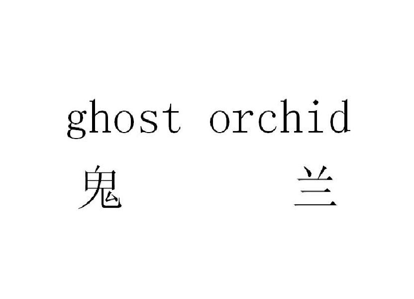鬼兰 GHOST ORCHID