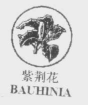 紫荆花   BAUHINIA