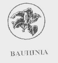BAUHINIA