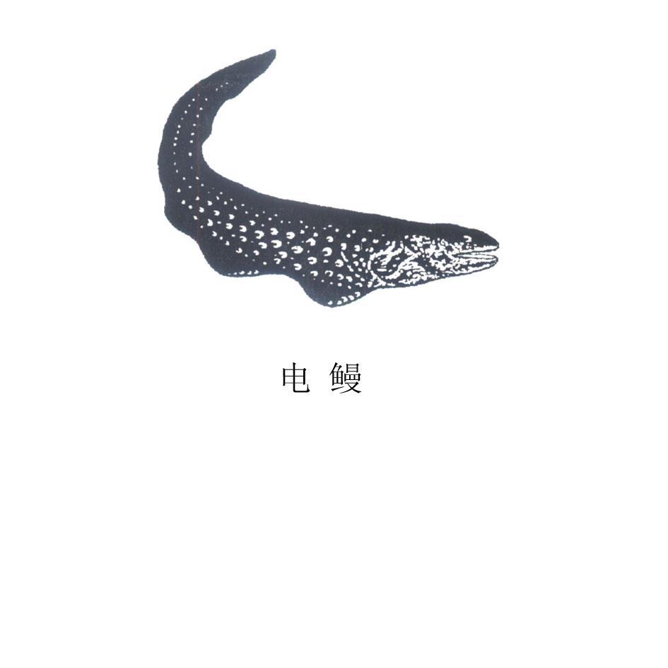 电鳗