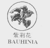 紫荆花 BAUHINIA