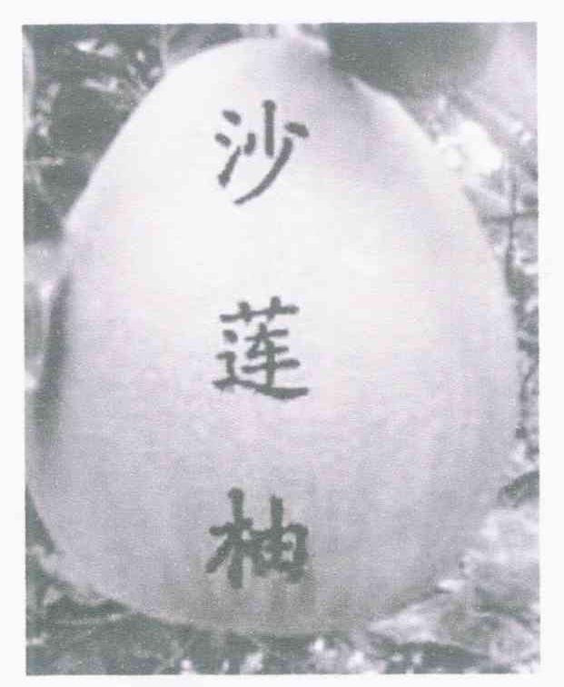 沙莲柚