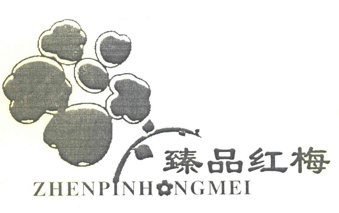 臻品红梅