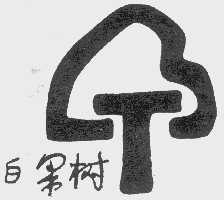 白果树