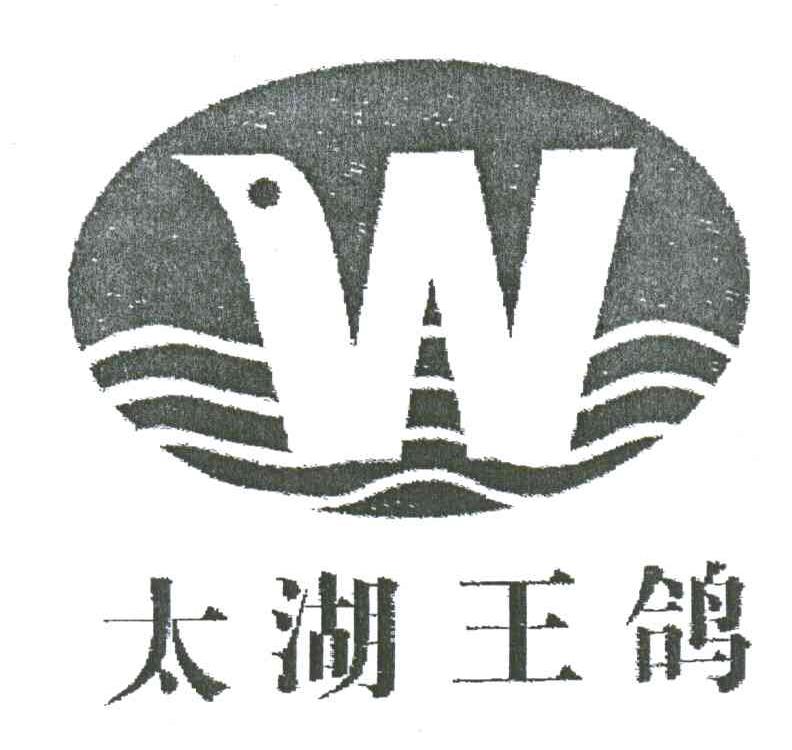 太湖王鸽