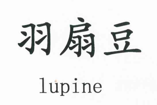 羽扇豆 LUPINE