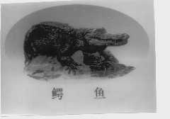 鳄鱼