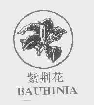 紫荆花 BAUHINIA