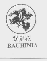 紫荆花   BAUHINIA