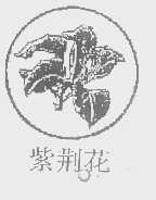 紫荆花