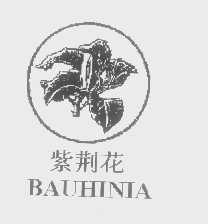 紫荆花   BAUHINIA