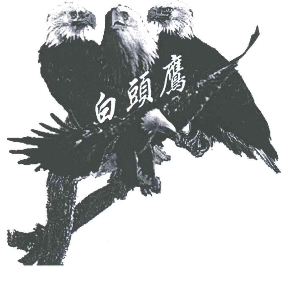 白头鹰