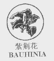 紫荆花 BAUHINIA