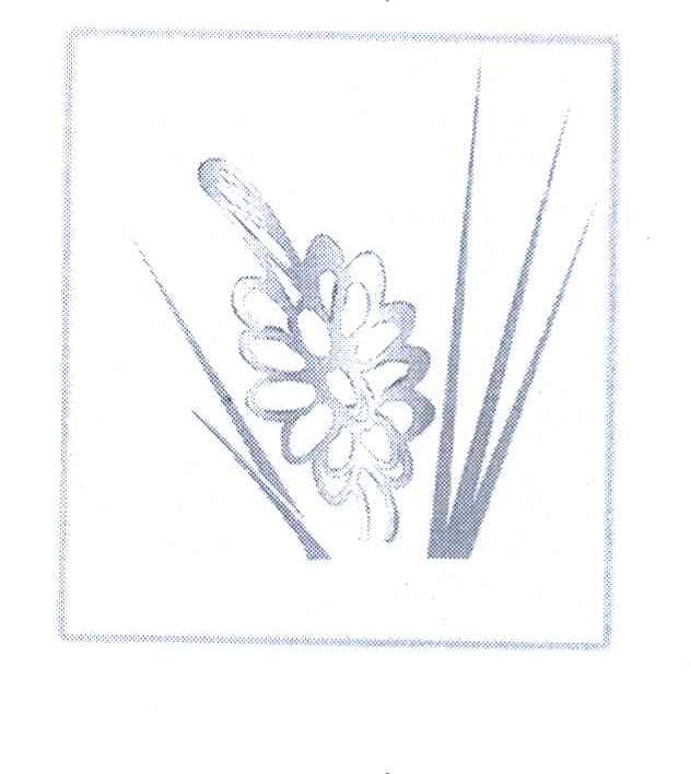 图形