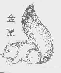 金鼠