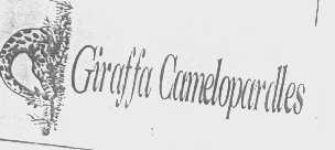 GIRAFFA CAMELOPARDLES