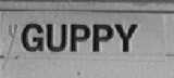 GUPPY