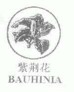 紫荆花;BAUHINIA