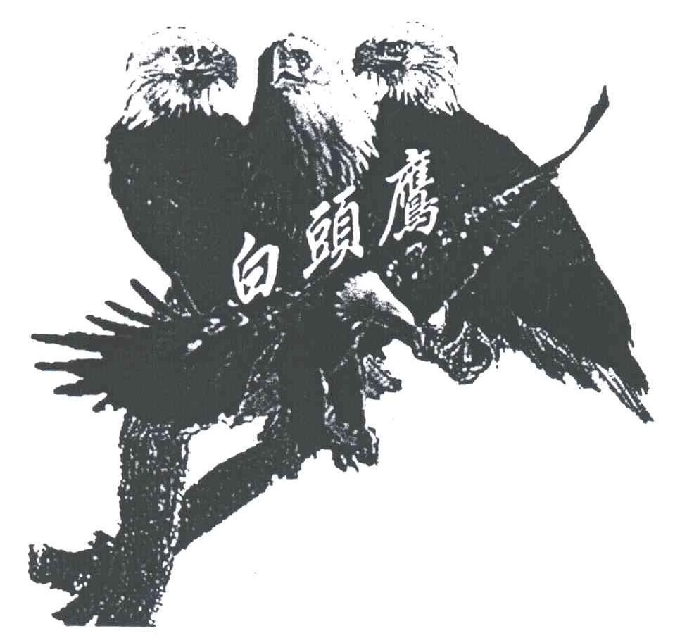 白头鹰