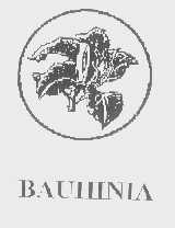 BAUHINIA