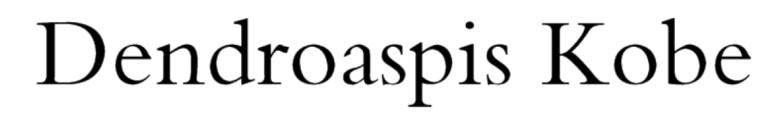 DENDROASPIS KOBE