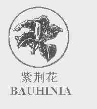 紫荆花   BAUHINIA