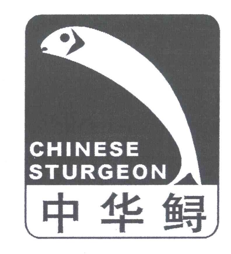 中华鲟;CHINESE STURGEON