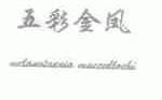 五彩金凤;MELANOTAENIA MACCULLOCHI