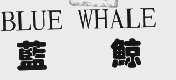 兰鲸;BLUE WHALE