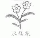 水仙花