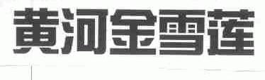 黄河金雪莲