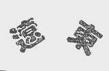辽东