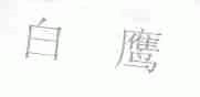 白鹰