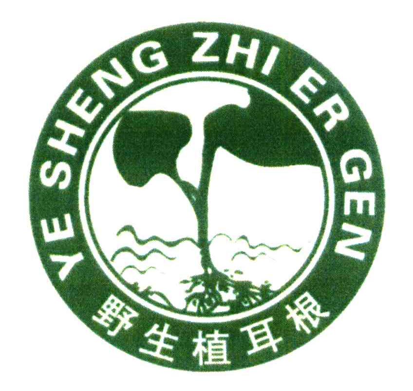 野生植耳根